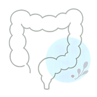 大腸のイラスト