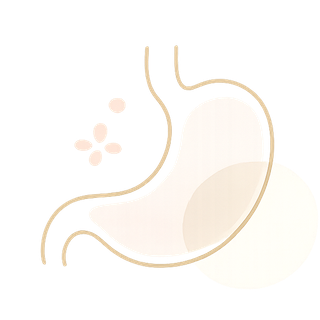 胃のイラスト